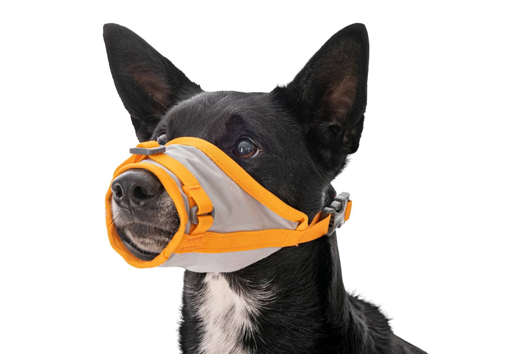 BackTrak™ Evakuierungsset für Hunde - Image 6