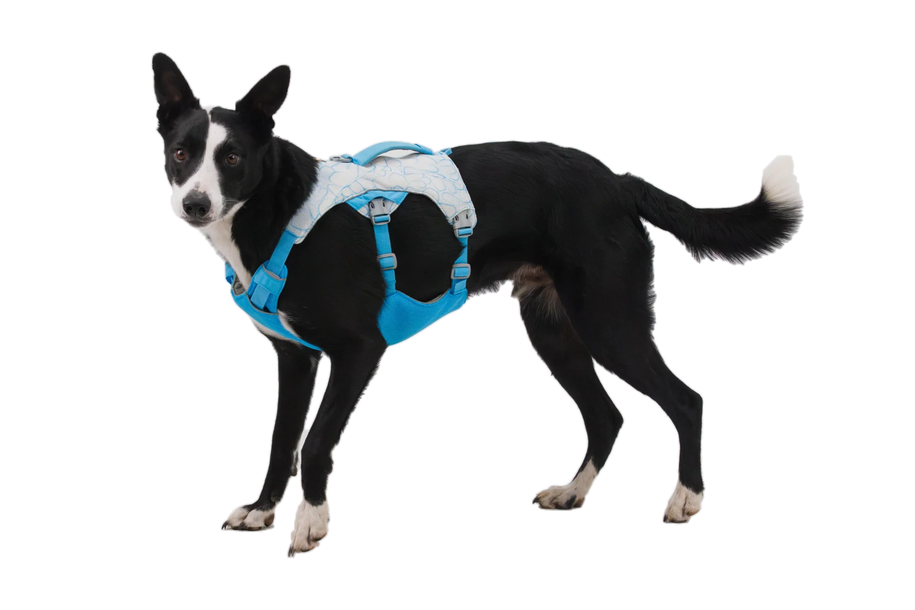 Swamp Cooler™ Dog Cooling Harness - Image 3