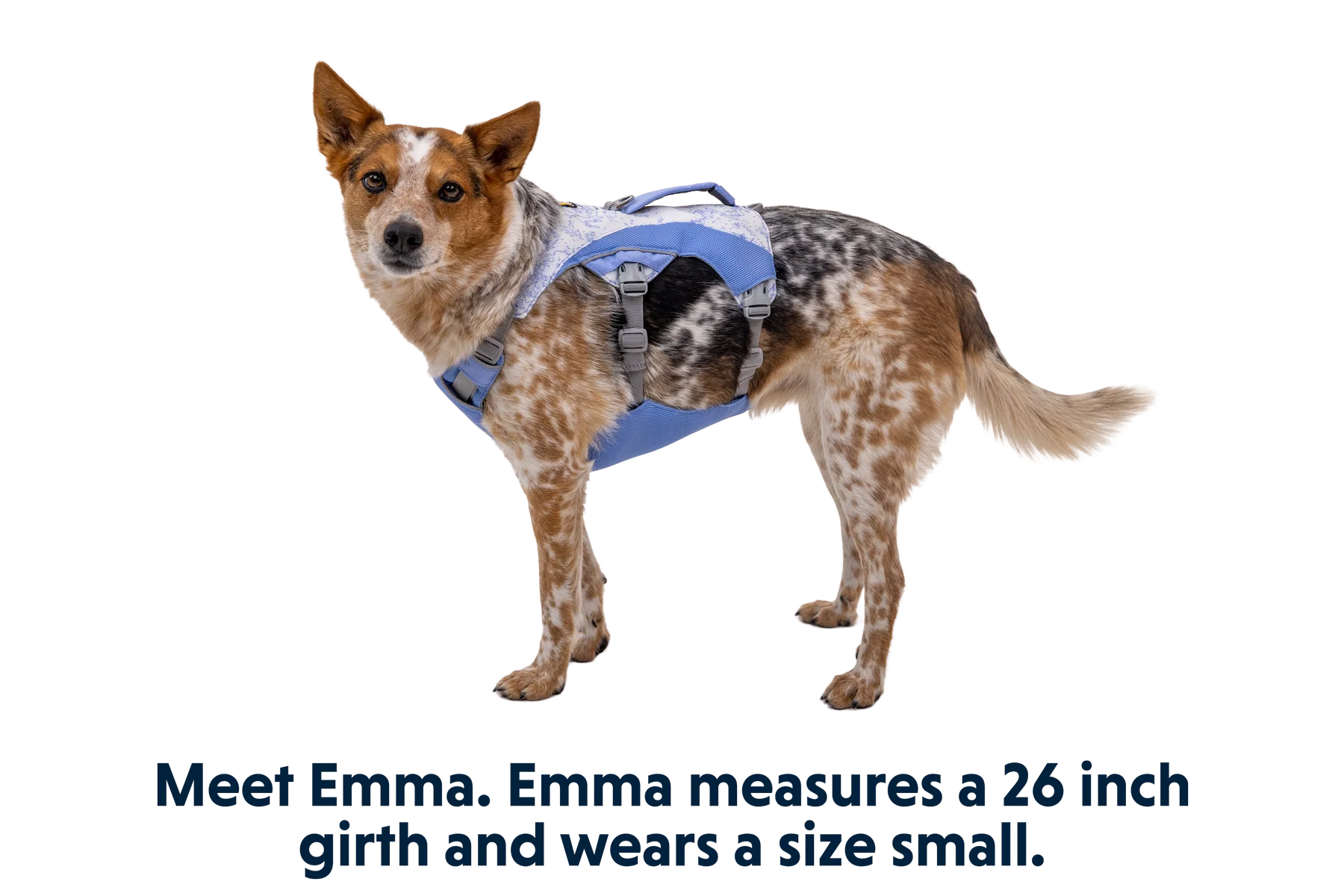 Swamp Cooler™ Kühlendes Hundegeschirr - Image 22