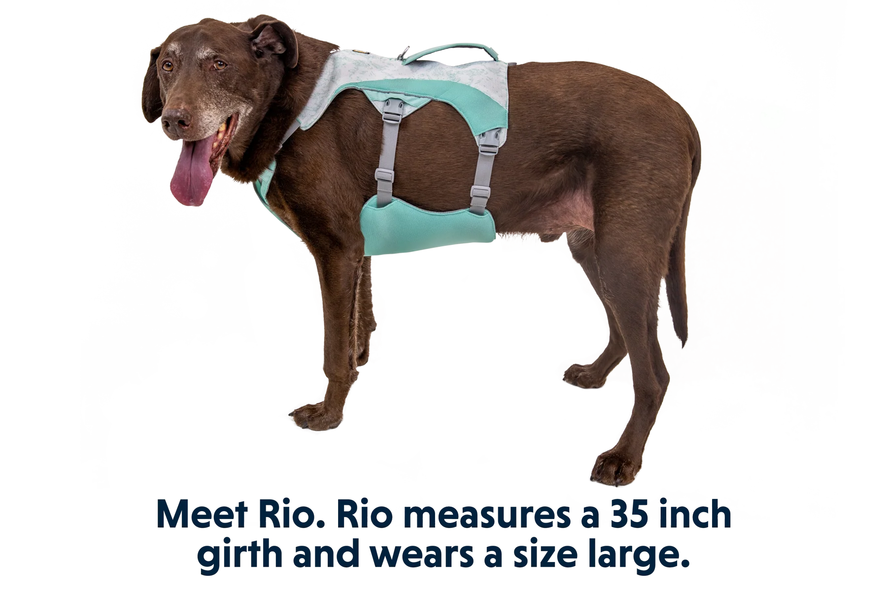 Swamp Cooler™ Kühlendes Hundegeschirr - Image 34